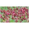 Trèfle Incarnat Engrais Vert 500gr Vilmorin - 200m2 -Promos Jardin Noble Magasin 11744496 1