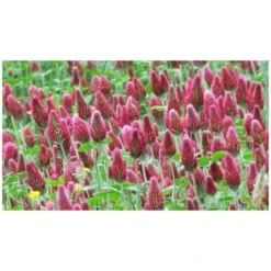 Trèfle Incarnat Engrais Vert 500gr Vilmorin - 200m2