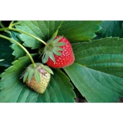 Tourbe Blonde Potager Et Plantes En Pleine Terre 60 Litres -Promos Jardin Noble Magasin 13161326 2