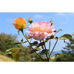 Tourbe Blonde Potager Et Plantes En Pleine Terre 60 Litres -Promos Jardin Noble Magasin 13161326 3