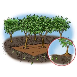 Toile De Paillage Bio-Mulch En Feutre, 1,5 X 10 M, Qualité Professionnelle GartenMeister -Promos Jardin Noble Magasin 15045256 4