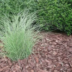 Paillage Végétal Biodégradable écorces De Pin Maritime 10 Sacs 50 L Pour 10m2 -Promos Jardin Noble Magasin 15817009 5