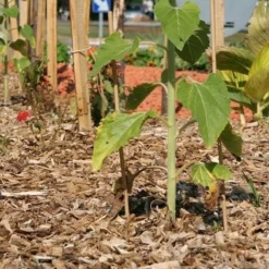 Paillage Naturel Copeaux De Bois Big Bag 1 M3 Pour 20m2 -Promos Jardin Noble Magasin 15817016 3