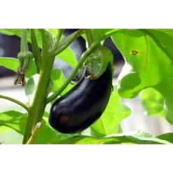 Secret Plantations Terreau Bio Pour Toutes Les Plantes 40 Litres -Promos Jardin Noble Magasin 1686552 3