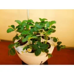 Jardinière Avec Lampe Led Intégrée Le Potager -Promos Jardin Noble Magasin 1813835 5