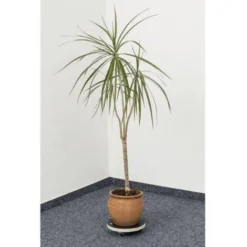 Metafranc WU0822030 Chariot De Transport Charge Max: 100 Kg 200 Mm X 52 Mm Nombre De Roulettes Pivotantes 3 7 Metafranc WU0822030 Chariot De Transport Charge Max: 100 Kg 200 Mm X 52 Mm Nombre De Roulettes Pivotantes 3 -Promos Jardin Noble Magasin 27616969 3