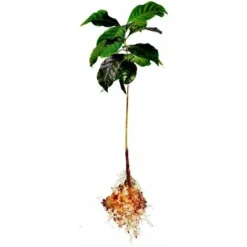 Hydro-rétenteur D'eau Fertilisant Polyter Bidon 250 G -Promos Jardin Noble Magasin 28731339 5