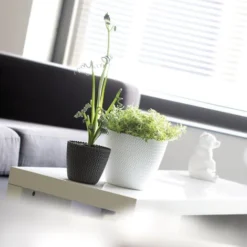 Prosperplast Splofy Pot Rond 5L Ø 21,8 X 18,4 Cm Blanc -Promos Jardin Noble Magasin 30806931 5