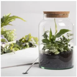Bouteille Terrarium Avec Couvercle - 7 L - Livraison Gratuite -Promos Jardin Noble Magasin 32387504 3