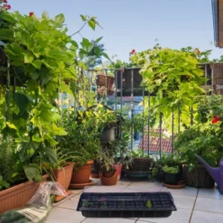 Relaxdays Bac à Semis, Lot De 3, Mini Serre Pour Rebord De Fenêtre, Plantation, 50 Compartiments, HLP 12x56x29 Cm, Noir -Promos Jardin Noble Magasin 37828271 3