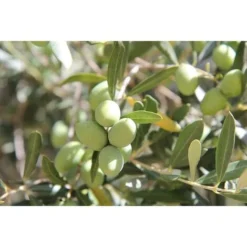 Terreau Bio Pour Agrumes Et Plantes Méditerranéennes 40 L 40 Litres -Promos Jardin Noble Magasin 5052364 3