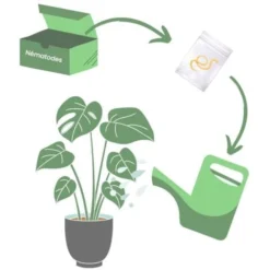 Nématodes Utiles Spécial Palmier (50M) -Promos Jardin Noble Magasin 5053840 3