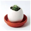 Kit Oeuf Cactus Prêt à Pousser. Blanc. Marque : Noted. Réf. : EG33 2 Kit Oeuf Cactus Prêt à Pousser. Blanc. Marque : Noted. Réf. : EG33 -Promos Jardin Noble Magasin 52052200 1