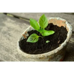 Savon Noir Castalia 750ml Solution Potassique - Solution écologique-Contrôle Des Parasites - Pour Tous Les Types De Plantes -Promos Jardin Noble Magasin 54963358 3