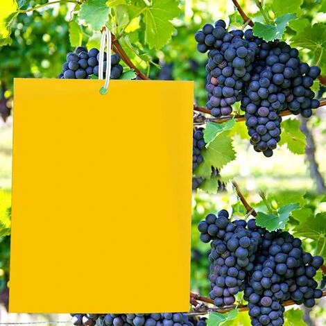 Pièges à Insectes Volants 30PCS Piège Engluées Colle Double Face Autocollants Jaune Papier Étanche Anti-Insecte Pour Jardin Plante Fleur Fruits Protection ( Attaches élastiques Fournies ) 3 Pièges à Insectes Volants 30PCS Piège Engluées Colle Double Face Autocollants Jaune Papier Étanche Anti-Insecte Pour Jardin Plante Fleur Fruits Protection ( Attaches élastiques Fournies )