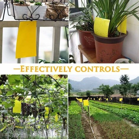Pièges à Insectes Volants 30PCS Piège Engluées Colle Double Face Autocollants Jaune Papier Étanche Anti-Insecte Pour Jardin Plante Fleur Fruits Protection ( Attaches élastiques Fournies ) 6 Pièges à Insectes Volants 30PCS Piège Engluées Colle Double Face Autocollants Jaune Papier Étanche Anti-Insecte Pour Jardin Plante Fleur Fruits Protection ( Attaches élastiques Fournies ) – Image 4