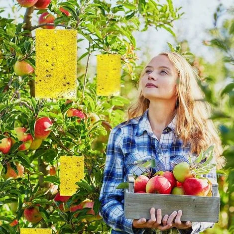 Pièges à Insectes Volants 30PCS Piège Engluées Colle Double Face Autocollants Jaune Papier Étanche Anti-Insecte Pour Jardin Plante Fleur Fruits Protection ( Attaches élastiques Fournies ) 7 Pièges à Insectes Volants 30PCS Piège Engluées Colle Double Face Autocollants Jaune Papier Étanche Anti-Insecte Pour Jardin Plante Fleur Fruits Protection ( Attaches élastiques Fournies ) – Image 5