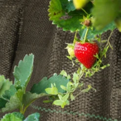 SWANEW Toile Anti-mauvaises Herbes,Voile D'ombrage Imperméable Anti Herbe PP Noir - 1mx10m -Promos Jardin Noble Magasin 57503447 4