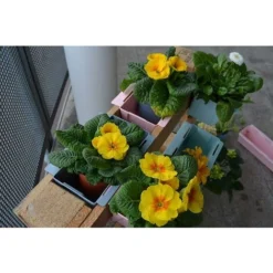 Lot De 8 Jardinières En Plastique Pour Palettes ARTECSIS Bacs à Fleurs Décoration Jardin 9x36.8x9.5cm - Rectangulaire - Gris Béton 10 Lot De 8 Jardinières En Plastique Pour Palettes ARTECSIS Bacs à Fleurs Décoration Jardin 9x36.8x9.5cm - Rectangulaire - Gris Béton -Promos Jardin Noble Magasin 64884541 4