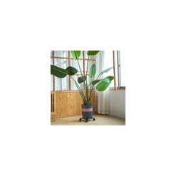 Support �� Roulettes Pour Pot De Fleur ��DITION Noire 25 X 6 Cm I Roule Pot Pour Int��rieur I Support Roulant En Acier, Rev��tement Noir, Avec Bordure I Capacit�� De Charge 60 Kg -Promos Jardin Noble Magasin 81067564 3