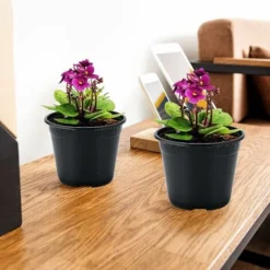 Lot De 50 Pots De Fleurs En Plastique Noir De 15 Cm Pour Plantes Succulentes, Légumes Et Boutures -Promos Jardin Noble Magasin 88865448 5