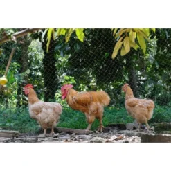 20m X 4m Filet Anti Oiseaux Noir, Filet Oiseaux Robuste, Filet Voliere Poulailler, Filet De Protection Pour Oiseaux, Filet De Protection Les Potager Et Fruits 10 20m X 4m Filet Anti Oiseaux Noir, Filet Oiseaux Robuste, Filet Voliere Poulailler, Filet De Protection Pour Oiseaux, Filet De Protection Les Potager Et Fruits -Promos Jardin Noble Magasin 89330462 4