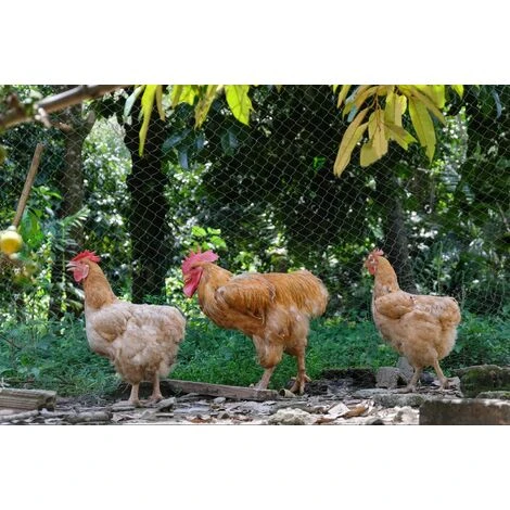 20m X 4m Filet Anti Oiseaux Noir, Filet Oiseaux Robuste, Filet Voliere Poulailler, Filet De Protection Pour Oiseaux, Filet De Protection Les Potager Et Fruits 6 20m X 4m Filet Anti Oiseaux Noir, Filet Oiseaux Robuste, Filet Voliere Poulailler, Filet De Protection Pour Oiseaux, Filet De Protection Les Potager Et Fruits – Image 4