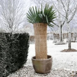 UNIQUENature Bâche De Protection Hivernale Paille De Riz 1x1,5 M 2,04 Kg,Magnifique & Montage Facile14986 -Promos Jardin Noble Magasin 90130787 3