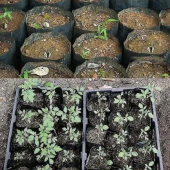 500pcs Pot De Pépinière En Plastique Contenant De Propagation De Plantes (8cmx8cm) 9 500pcs Pot De Pépinière En Plastique Contenant De Propagation De Plantes (8cmx8cm) -Promos Jardin Noble Magasin 90449845 3