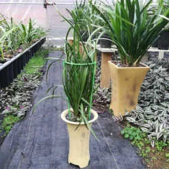 Support De Plante Grimpante Stakes Cage A Anneau-g De Support De Plante Haute Pour Legume-fleur De Plante De Jardin, Modele: S & 1PC 10 Support De Plante Grimpante Stakes Cage A Anneau-g De Support De Plante Haute Pour Legume-fleur De Plante De Jardin, Modele: S & 1PC -Promos Jardin Noble Magasin 91745735 4