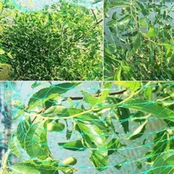 10 M X 4 M Filet Anti-Oiseaux,Filet Jardin Anti Oiseaux,Filet Anti Oiseaux Nylon,Protégez Arbres Fruitiers Et Les Légume Des Dommages Causés Par Les Oiseaux Et D'autres Animaux. -Promos Jardin Noble Magasin 92874447 3