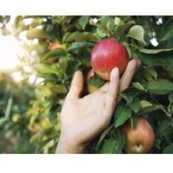 CULTIVERS Sulfato De Cobre Cuprico CuSO. Polvo Mojable. Multiples Usos: Limpieza De Piscinas Y Para El Jardín 1-kg -Promos Jardin Noble Magasin 93581664 3