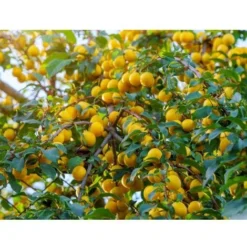 CULTIVERS Roche Phosphorique 20 Kg Qui Fournit Une Contribution De 100% De Phosphore Écologique, Recommandé Pour Un Bon Développement Végétatif -Promos Jardin Noble Magasin 93582131 3