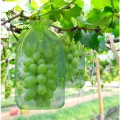 100 Pièces Sac De Protection De Grappes De Raisin, Taille: 30 X 20 Cm, Couleur: Vert, Avec Cordon, Donne Protection Totale Contre Les Guêpes, Les Oiseaux, Matériau: Organza