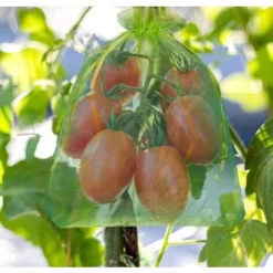 100 Pièces Sac De Protection De Grappes De Raisin, Taille: 30 X 20 Cm, Couleur: Vert, Avec Cordon, Donne Protection Totale Contre Les Guêpes, Les Oiseaux, Matériau: Organza -Promos Jardin Noble Magasin 95181764 5