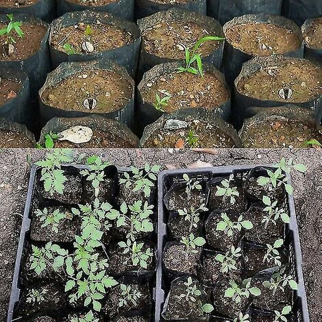 500pcs Pot De Pépinière En Plastique Contenant De Propagation De Plantes 8cmx8cm Thsinde 5 500pcs Pot De Pépinière En Plastique Contenant De Propagation De Plantes 8cmx8cm Thsinde – Image 3