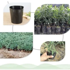 500pcs Pot De Pépinière En Plastique Contenant De Propagation De Plantes 8cmx8cm Thsinde 10 500pcs Pot De Pépinière En Plastique Contenant De Propagation De Plantes 8cmx8cm Thsinde -Promos Jardin Noble Magasin 95793799 4