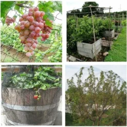 Filet De Protection Contre Les Oiseaux - Noir - Filet Anti-oiseaux - Filet De Protection Contre Les Insectes Pour Arbustes à Baies, Arbres Fruitiers, Plantes, Arbres, Dines, (6 X 3 M) H98 -Promos Jardin Noble Magasin 96462626 5