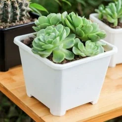 5pcs Nouveau Pot De Fleur Carré Pot De Sedum En Plastique Respirant Et Pratique épaissie Grande Tasse De Semis Blanc Aneth Vert Succulent 14.5cm 9 5pcs Nouveau Pot De Fleur Carré Pot De Sedum En Plastique Respirant Et Pratique épaissie Grande Tasse De Semis Blanc Aneth Vert Succulent 14.5cm -Promos Jardin Noble Magasin 97243825 3
